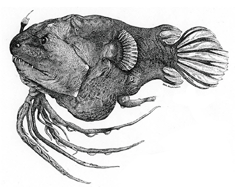 Linophryne brevibarbata_001.jpg